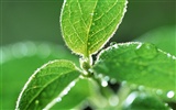 Green leaf with water droplets HD wallpapers #1