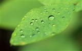 Green leaf with water droplets HD wallpapers #2