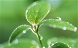 Green leaf with water droplets HD wallpapers #4