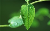Green leaf with water droplets HD wallpapers #5