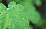 Green leaf with water droplets HD wallpapers #6