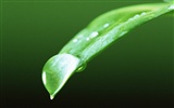 Зеленый лист с каплями воды обои HD #8