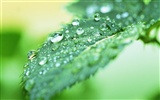 Green leaf with water droplets HD wallpapers #9