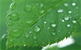 Green leaf with water droplets HD wallpapers #11