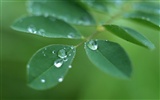 Green leaf with water droplets HD wallpapers #12