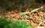 Los brotes verdes frescos de cerca fondo de pantalla #2