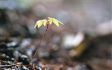 The fresh green shoots close-up wallpaper #5