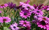 Hermosas flores de caléndula fondos de pantalla