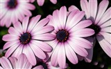 Hermosas flores de caléndula fondos de pantalla #19