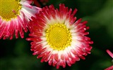 Fleurs marguerites close-up Fonds d'écran HD #6