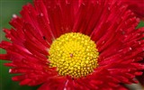 Daisies flowers close-up HD wallpapers #10