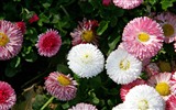 Fleurs marguerites close-up Fonds d'écran HD #14