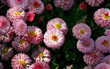 Fleurs marguerites close-up Fonds d'écran HD #16