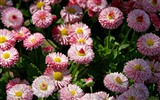 Fleurs marguerites close-up Fonds d'écran HD