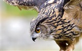 Windows 7 Wallpapers: Predatory Birds