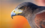 Windows 7 Wallpapers: Oiseaux prédateurs #3