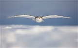 Windows 7 Wallpapers: Oiseaux prédateurs #7