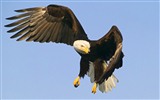 Windows 7 Wallpapers: aves rapaces #13