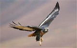 Windows 7 Wallpapers: Predatory Birds #16