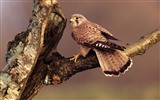 Windows 7 Wallpapers: Predatory Birds #17