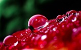 Windows 7 Wallpapers: Water drops #1