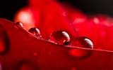 Windows 7 Wallpapers: Water drops #2