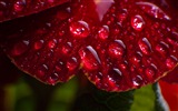 Windows 7 Wallpapers: Water drops #4