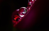 Windows 7 Wallpapers: gotas de agua #5