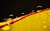 Windows 7 Wallpapers: Water drops #9