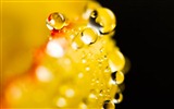 Windows 7 Wallpapers: Water drops #10