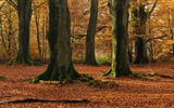 Windows 8 Fond d'écran officiel panoramique, les vagues, les forêts, les montagnes majestueuses #89190