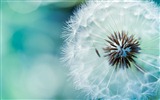Ubuntu 烏班圖 Linux系統 2012 高清壁紙 #13