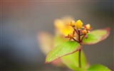 Ubuntu 烏班圖 Linux系統 2012 高清壁紙 #25