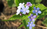 Petit et beau forget-me-fleurs d'écran HD #2