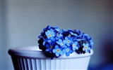 Small and beautiful forget-me-flowers HD wallpaper #6