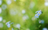 Small and beautiful forget-me-flowers HD wallpaper #8