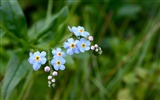 Small and beautiful forget-me-flowers HD wallpaper #9