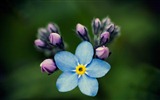 Small and beautiful forget-me-flowers HD wallpaper #10