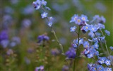 Small and beautiful forget-me-flowers HD wallpaper #11