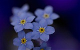 Small and beautiful forget-me-flowers HD wallpaper #14