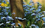 Small and beautiful forget-me-flowers HD wallpaper #15