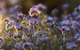 Petit et beau forget-me-fleurs d'écran HD #16