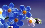 Small and beautiful forget-me-flowers HD wallpaper #19