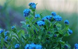 Small and beautiful forget-me-flowers HD wallpaper #20