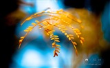 Windows 8 Wallpapers: Moments Captured #4