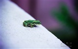 Windows 8 Wallpapers: Moments Captured #9