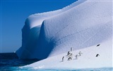 Windows 8 壁紙：南極洲，冰雪風景，南極企鵝