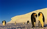 Fonds d'écran Windows 8: l'Antarctique, des paysages de neige, pingouins en Antarctique #3