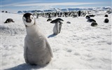 Fonds d'écran Windows 8: l'Antarctique, des paysages de neige, pingouins en Antarctique #4