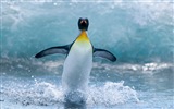 Windows 8 Wallpapers: Antarctic, Snow scenery, Antarctic penguins #6